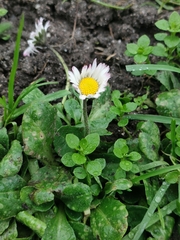 Bellis perennis