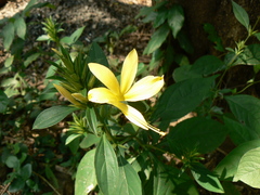 Barleria prionitis