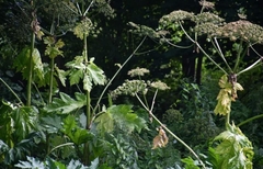 Heracleum sosnowskyi