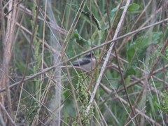 Aegithalos glaucogularis