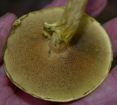 Pulveroboletus