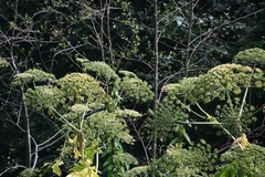 Heracleum sosnowskyi