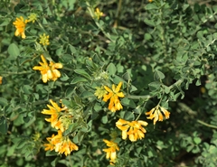 Medicago arborea