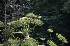 Heracleum sosnowskyi