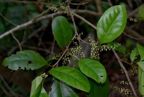 Maesa haplobotrys observed 2022-12-31