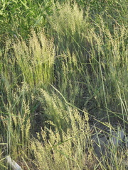 Poa faberi