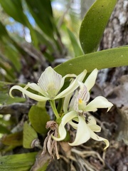 Prosthechea aemula