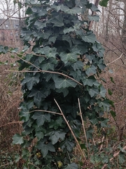Hedera helix