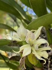 Prosthechea aemula