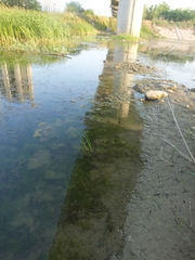 Potamogeton pusillus