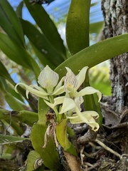 Prosthechea aemula