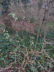 Magnoliopsida