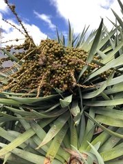 Dracaena draco