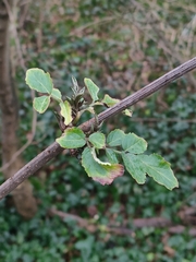 Magnoliopsida