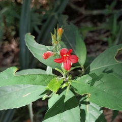 Ruellia sanguinea