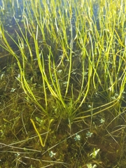 Triglochin scilloides