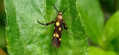 Eretmocera impactella