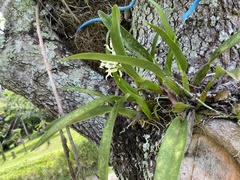 Prosthechea aemula