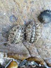 Acanthochitona garnoti