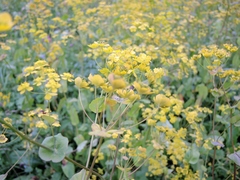 Bupleurum aureum