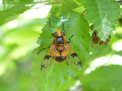 Volucella inflata