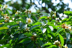 Schima superba kankaoensis