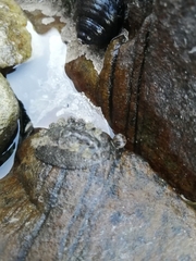 Acanthochitona garnoti