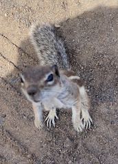 Atlantoxerus getulus