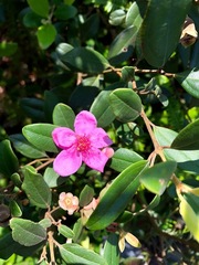 Rhodomyrtus tomentosa