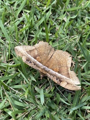 Hemeroblemma opigena