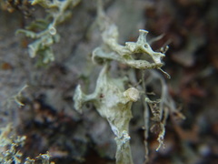 Ramalina fastigiata