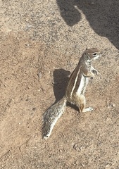 Atlantoxerus getulus