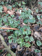 Lamium galeobdolon argentatum