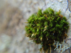 Ulota crispa