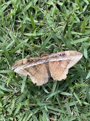 Hemeroblemma opigena