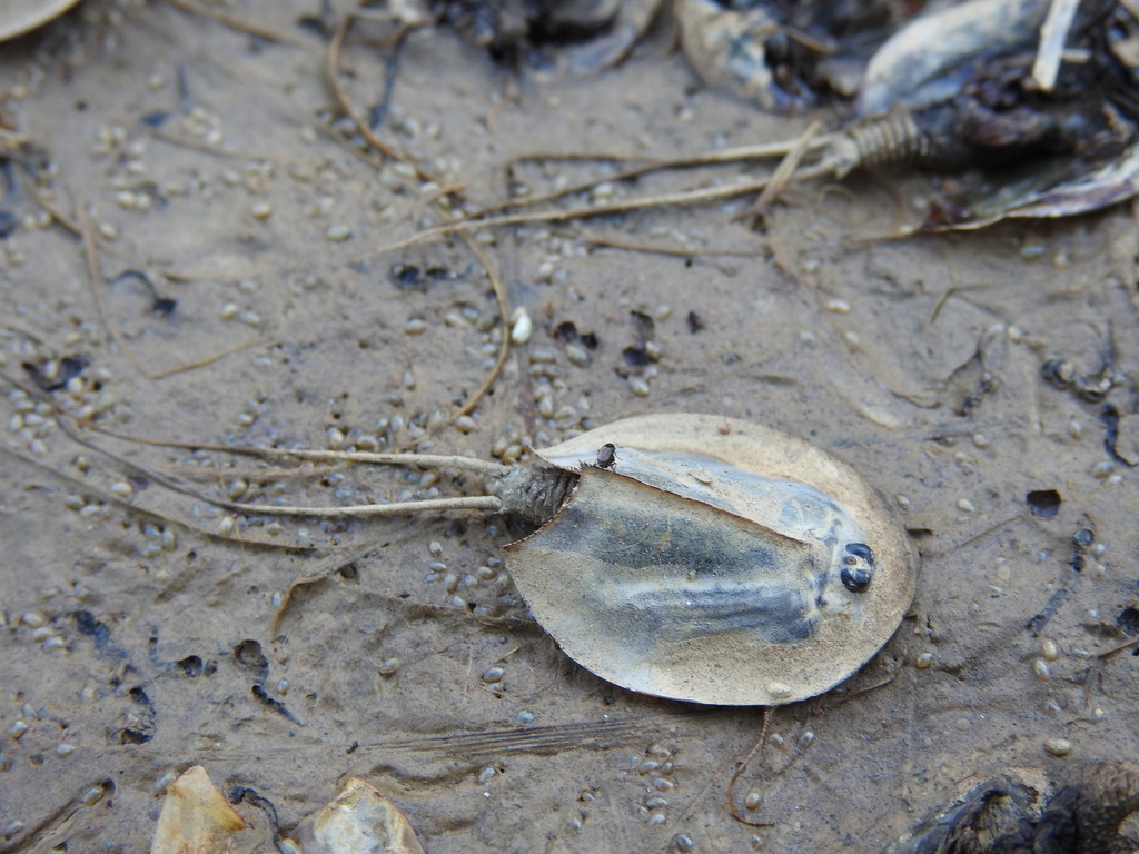 Shield shrimp