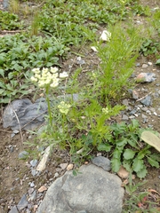 Daucus carota