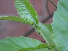 Lasius