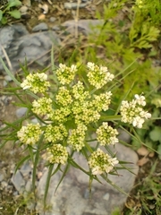 Daucus carota