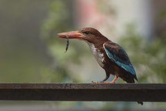 Halcyon smyrnensis