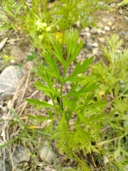 Daucus carota