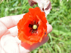 Papaver