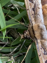 Hemeroblemma opigena