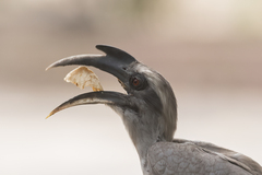 Ocyceros birostris