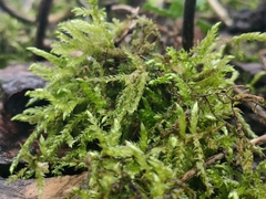 Bryopsida