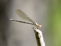 Argia joergenseni
