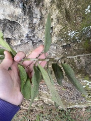 Cistus