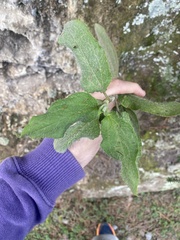Cistus