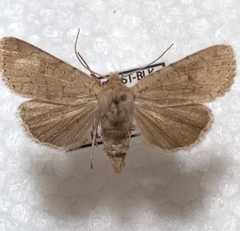 Agrochola laevis