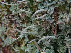 Cladonia polydactyla